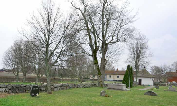 Hur länge Balingsta kyrkogård varit omgärdad av en trädkrans är svårt att avgöra, men troligtvis går det tillbaka till början av 1800-talet. Träden hamlades, alltså beskars hårt, regelbundet.