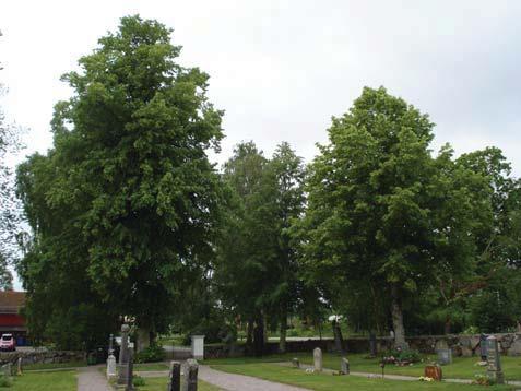 lindar Träd nr 2