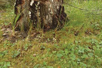 Trädkonsult