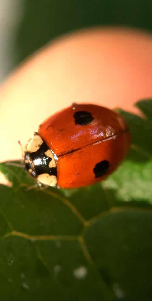 Tjugotvåprickig nyckelpiga Psyllobora vigintiduopunctata var den näst