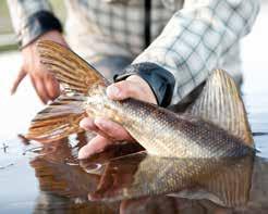 FISHING PERMITS TRANEMO Dalstorpasjön FVO Ods kvarn i Dalstorp Lars Petersson +4670-522 35 86 Grytteredssjöns FVOF Per Johansson