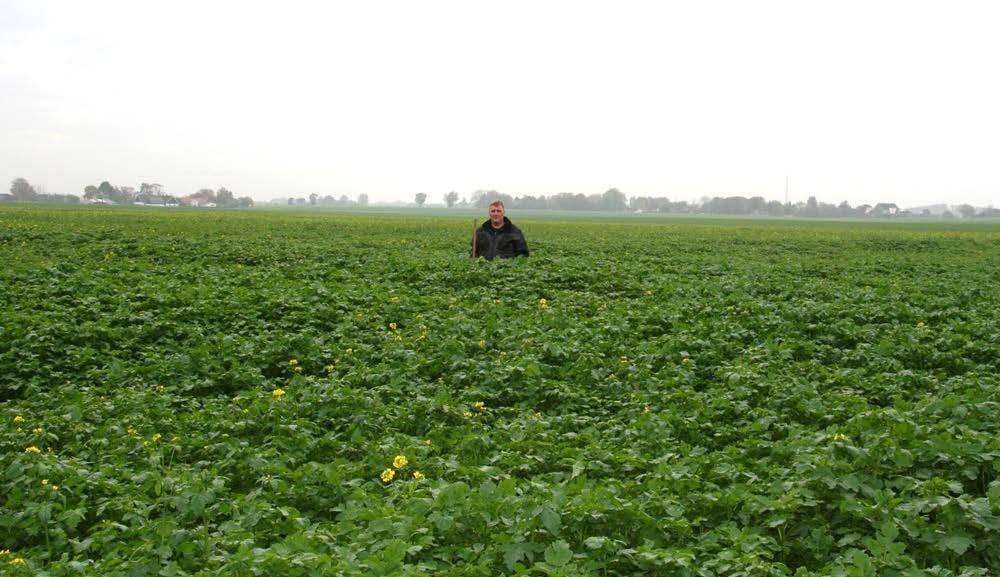 Potential för mellangrödor Mellangrödor Biomassatillgång [kg DM/ha] <50 50-100 100-150 150-200 >200 Bild: Sven-Erik Svensson Partnerskap Alnarp Shoot and root biomass yield of intermediate crops at