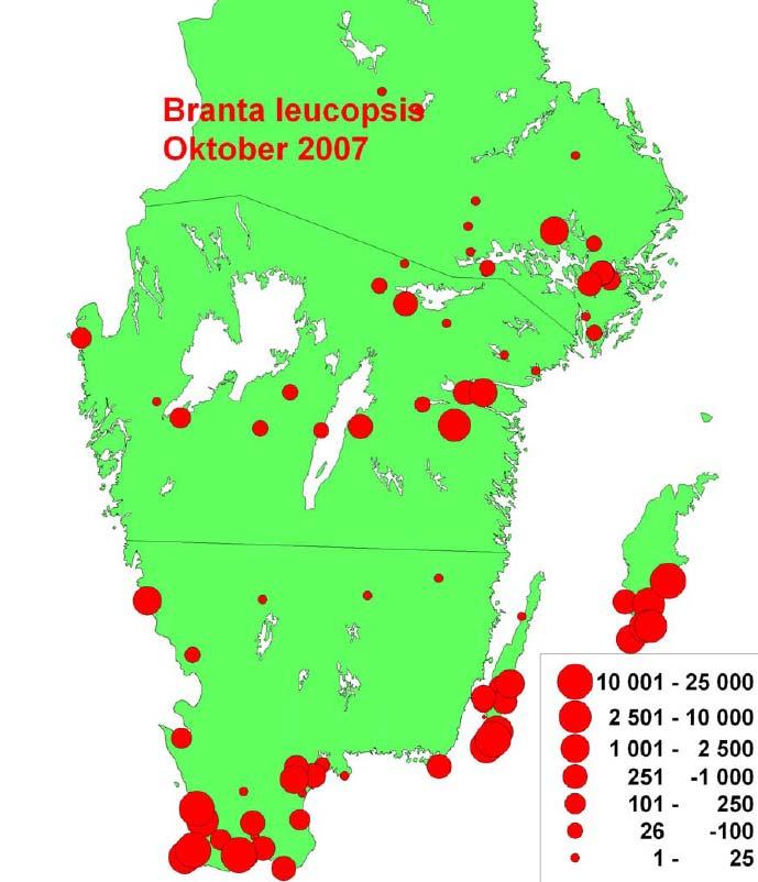 Vitkindad gås Stora flockar om 1000-tals vitkindade gäss rastar årligen i södra Sverige. På vissa platser t.ex. Gotland gör dessa fåglar stor skada på växande höstsådda grödor.