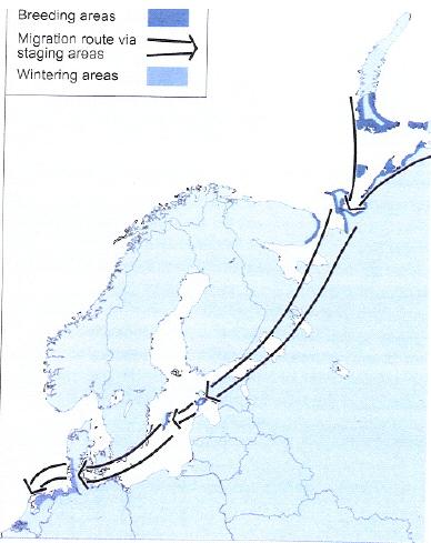 Fig 9. Sträckväg för den Arktiska populationen av vitkindad gås. Häckningsområden i Sibirien och övervintring i Danmark och Holland (från Madsen et. al.