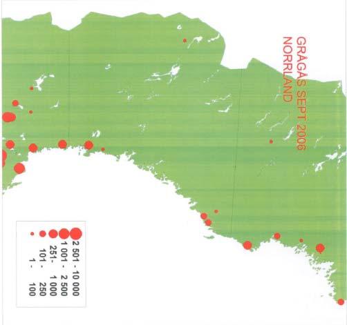 Fig 2. Grågäss vid septemberinventeringar i Norrland 2006 (Nilsson 2007).