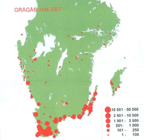 Vintern 2006/2007 var relativt mild och det räknades då in nästan 50 000 grågäss (se fig 3) i södra