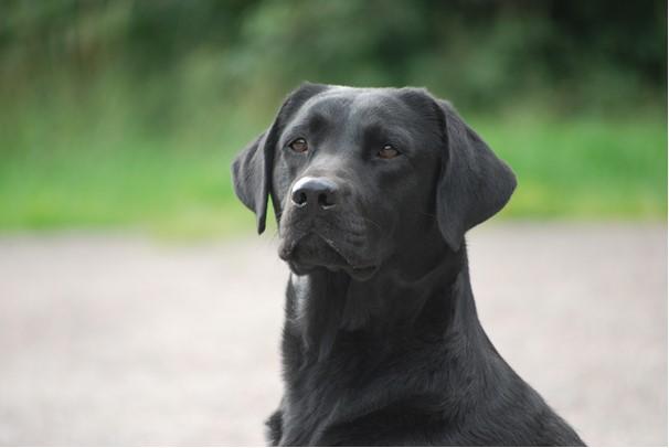 Verksamhetsberättelse för Labrador