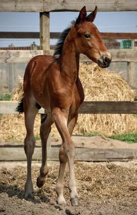 Ready Cash Lucky Lavec Indy de Vive Kidea Pine Chip Frances Lavec Viking s Way Tekiflore Extreme Dream Doceanide du Lilas Arndon Pine Speed Tenor de Baune Jet Frances