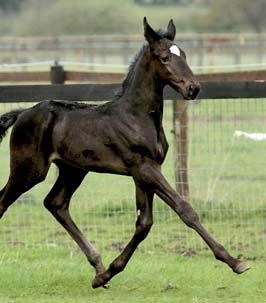 I stamtavlan finns flera topphingstar som bidragit till Mosaiques framgångar som S.J. s Photo, American Winner och Valley Victory.