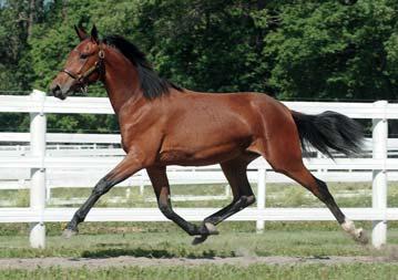 Classic Photo Nr 31: Dorob Hingst född 25 april e.