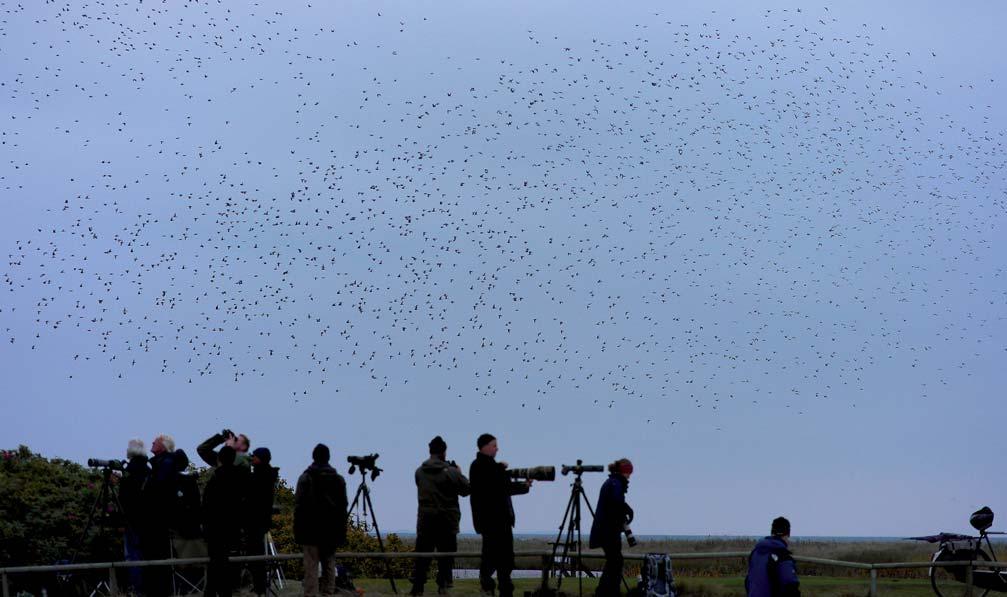 Sträckfågelräkningar vid Falsterbo hösten 2013 Migration counts at Falsterbo in the autumn of 2013 Meddelande nr.