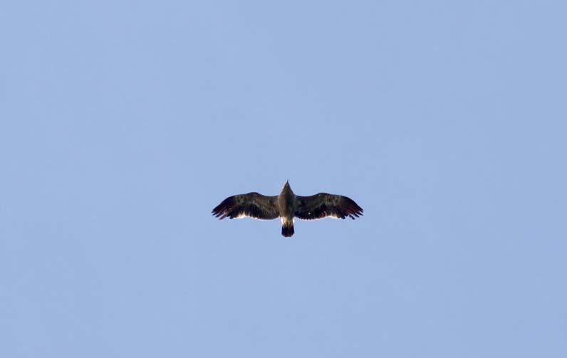 Foto: Bengt Grandin. Fiskgjuse Pandion haliaetus Som vanligt var sträcket igång från räkningsstarten och vid Stevns registrerades fem insträckande redan i juli.
