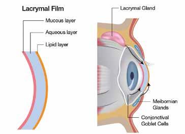 (1) Hornhinnan behöver hållas fuktig för att dess struktur och optik skall bibehållas. (2) Tårfilmen är mycket viktig för att skydda ögats yttre delar från infektioner.
