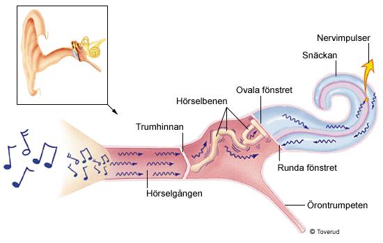 När ljudsignaler tas upp av ytterörat och leder dem till trumhinnan skapas vibrationer menar Bjerneroth-Lindström (2005).