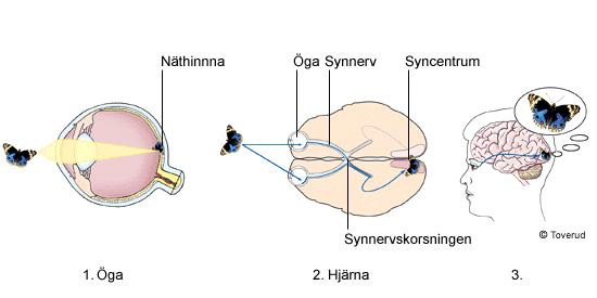 Figur 5. Modell av ögat. Bjerneroth-Lindström 2005 3.5.2 Visuell process Som tidigare nämnt tog Kotler (1973) fram fyra stycken olika kategorier inom synsinnet (färg, ljusstyrka, storlek och form).