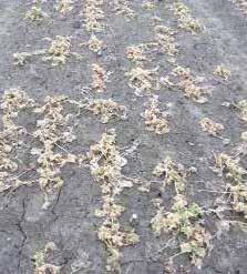 finns hybridtolerans mot kölden Hur du försäkrar dig om detta: Välj en beprövad vinterhärdig hybrid AGRONOMIOSKT RÅD GÖDSLING Strategin för gödsling under våren börjar med en utvärdering av varje