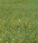 Det första steget kan vara att starta rapsen med 40-60 kg N/ha när tillväxten börjar, och att sedan i början av april använda ytterligare 40-60 kg N/ha och strax före blomning använda de återstående