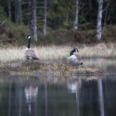 sviten där bilder säger
