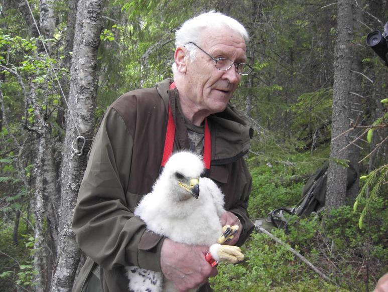 Börje Flygar med nyligen ringmärkt kungsörnsunge. Foto: Börje Dahlén. Börje Flygar - en LOM-veteran har lämnat oss Börje Flygar avled 29 november 2017.