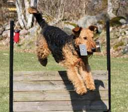Ann-Mari Nordén Överst Årets Utställningsairedaleterrier, C.I.