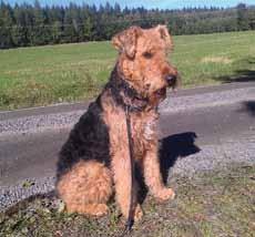 Ella, och Lena Lindblom, nya på listan. De har också tävlat i nybörjarklass med godkänt. Stort GRATTIS! Årets Agilityairedale 2014 Årets Agilityairedale Airepatrol s The Only Girl For Me.