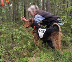 Årets arbetande airedaleterrier 2014 LPIII Zenit von Erikson är årets Allraoundairedaleterrier och också årets Lydnadsairedaleterrier. Årets Allroundairedale 2014 1. C.I.B NORD UCh FI UCh LPI SE VCh Pinto L Ombra Del Gigante Åsa Vinnerberg, Norrköping, 11 p 1.