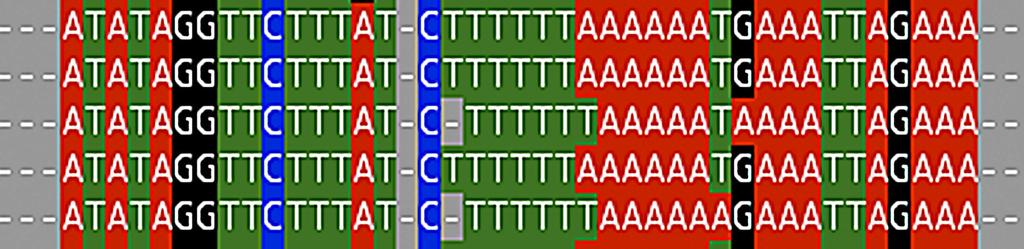 Figuren visar DNA-sekvenser från fem olika växtarter där nukleotiderna har markerats med olika färger. Jämför exempelvis sekvens nummer 3 och 5 med övriga sekvenser. Vilka avvikelser finns?