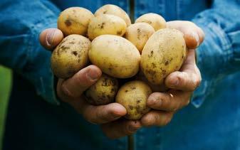 POTATIS POTATIS Den som tar reda på mest levererar bäst. Vi erbjuder snabba och säkra växt-, vatten och jordanalyser för optimerad odling. 042-29 20 05 www.lmiab.