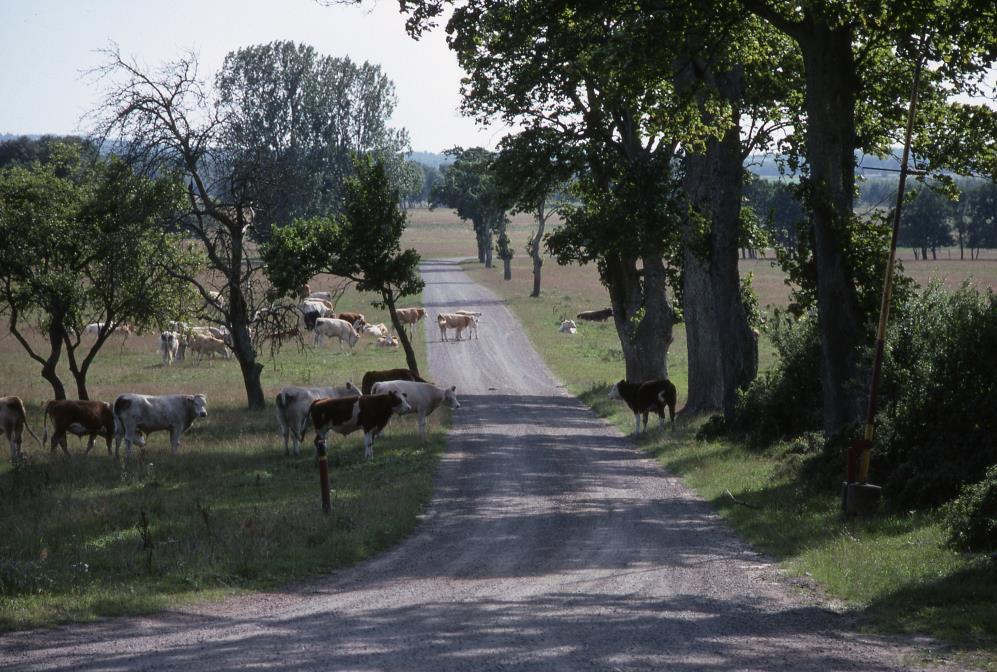 6 Grusvägar Grusvägar har markerats med punkter och har normalt inte mycket trafik. Täta punkter betyder cykelbana.