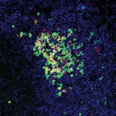 2 Migration of activated B cells We have shown in a previous study [115] that activated B cells from one PP can migrate into multiple PPs where they appear to undergo differentiation.