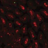 reduction of plasma cells in the LP (Fig 5). This explains how we can achieve a synchronized gut IgA plasma cell response. % of B cells 2.5 2.0 1.5 1.0 0.