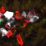Earlier studies suggest gut IgA antibodies must be of sufficient quality to effectively protect against pathogen [124]; this is achieved by re-utilization of germinal centers resulting in