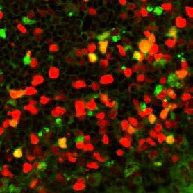 PP GFP GFP /Ki67 Ki67 Figure 8.