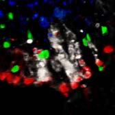 We found that at 1hr following injection of antigen a significant number of GFP + B cells carried NP-PE.