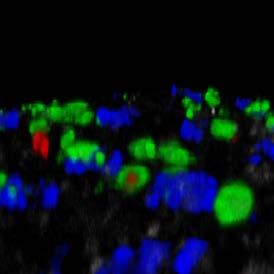 could capture the luminal NP-PE antigen.