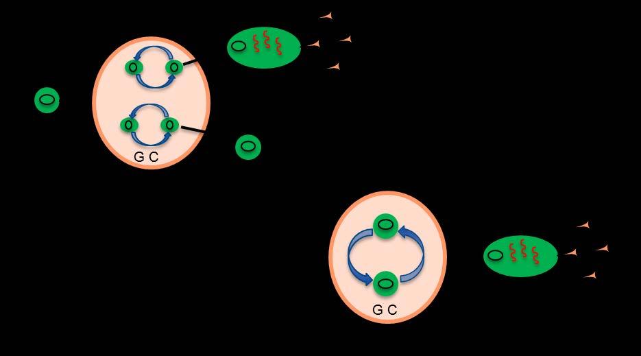 Paper 3: Following immunization we hypothesis the plasticity of GALT allows the generation of memory B cells and long-lived plasma cells (LLPC), but involving temporarily separate processes in the GC