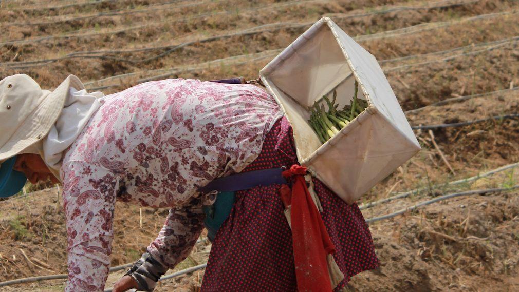 Dela på Facebook Dela på Twitter Tipsa om artikel Kommentera Bild 3 av 3 Foto: Malena Wåhlin Hela byar i Peru torkar ut på grund av storskalig grönsaksproduktion.