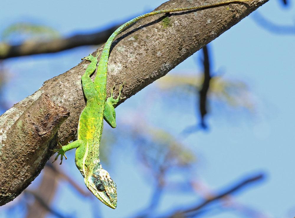 Cuban False Chameleon. Foto: Carl-Axel Bauer Reptiler 1 Cuban False Chameleon Chamaeleolis sp Endemisk 1 ex sågs vid La Boca i Zapata-området 17.3.