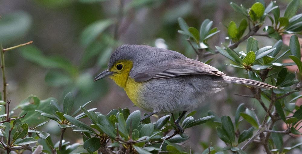 Oriente Warbler. Foto: Inge Fransson Artlista fåglar 1 West Indian Whistling Duck Dendrocygna arborea (Karibvisseland) Fina obsar av denna exklusiva art på Cayo Coco: 3 ex 20.3, 15 ex 21.