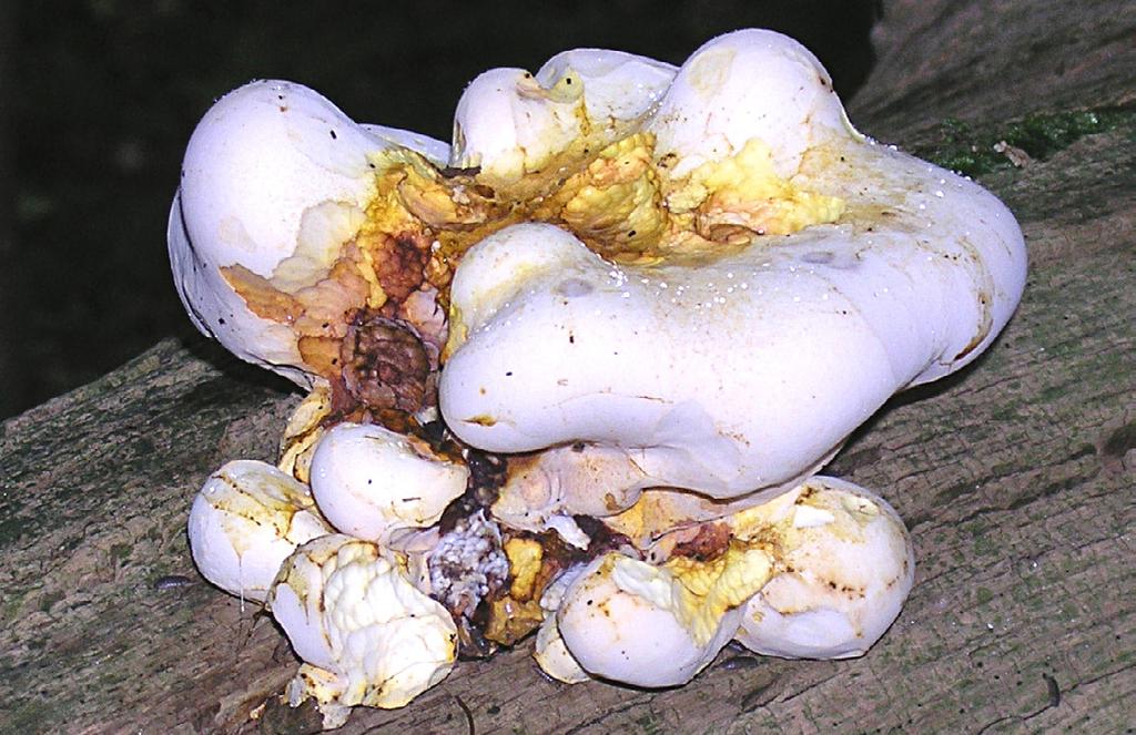 1 2 Figur 1-2: Tungticka Piptoporus quercinus på fallen, grov, barklös