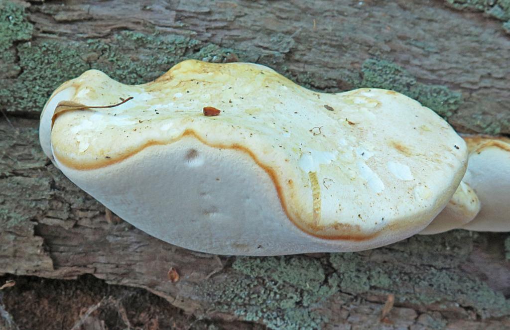 3 Figur 3. Färska fruktkroppar av tungticka, Piptoporus quercinus. Med blekt färgad hattyta. På fallen, grov, barklös ekstam. Öland, Högsrum sn, Halltorps Hage, 2016-07-21. Foto: Stellan Sunhede.