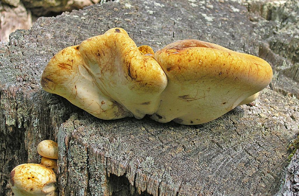 4 Figur 4: Tungticka, Piptoporus quercinus. Unga exemplar på stubbdel av grov ek. Mörkare streck och fläckar på fruktkropparna orsakat av vindpiskande björksly.