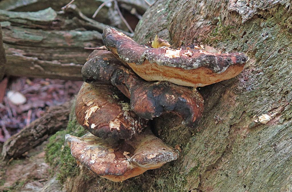 8 Figur 8. Tungticka, Piptoporus quercinus på basen av död grov ek. Gamla, torra, årets fruktkroppar med gråbeige brunaktig poryta. Öland, Högsrums sn, Halltorps Hage 2016-09-21.