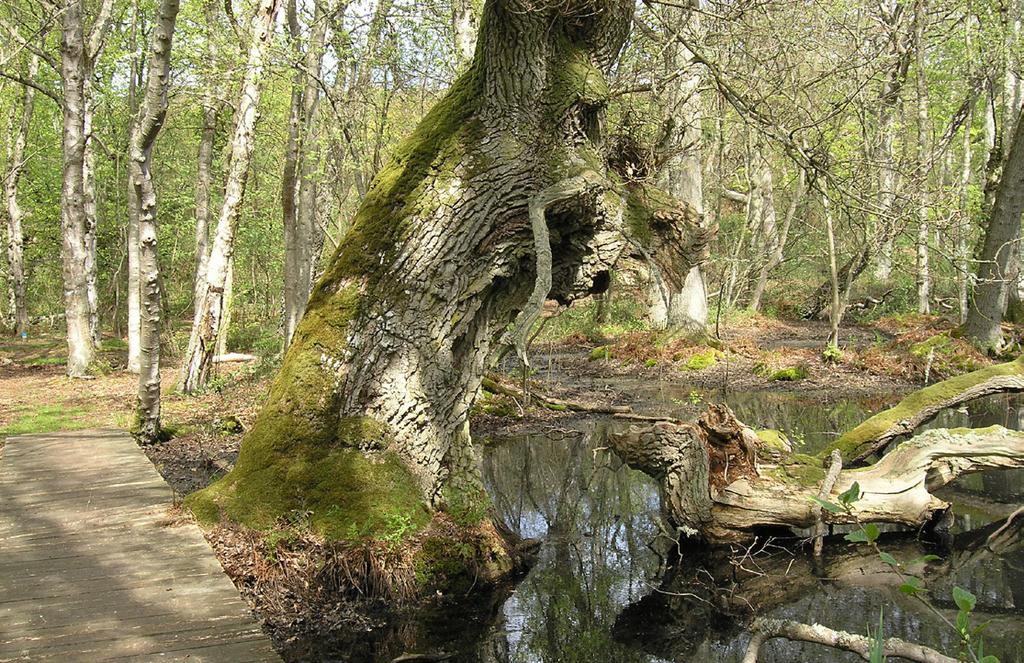 9 10 Figur 9-10. Värdträd för tungticka, Piptoporus quercinus. 9: Gammal levande ek.