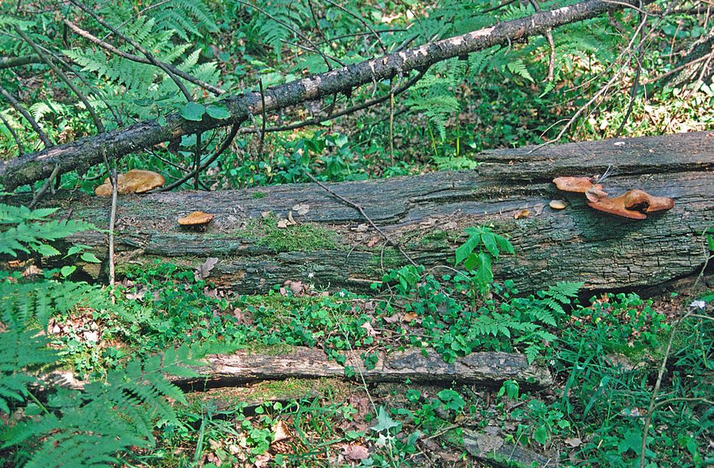 11 Figur 11. Tungticka, Piptoporus quercinus. Fruktkroppar på rester av fallen stamved av ek, Quercus robur. Litauen, Punios, Punios silas, 1996-07-29. Foto: Stellan Sunhede.
