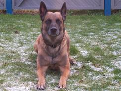 hunden utan kommando springa runt, springa brevid på andra sidan