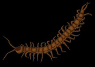 kvalster Protozoer