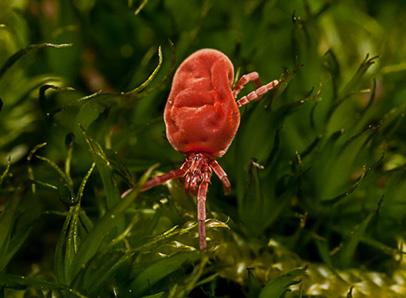 Hoppstjärtar eller Collemboler En av de relativt få insektsgrupper som lever i marken är de 0,5-1,5 mm stora hoppstjärtarna eller collembolerna.