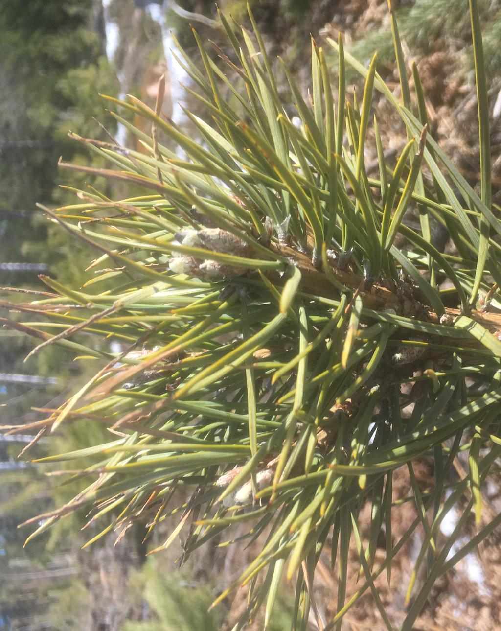 ARBETSRAPPORT 1015-2019 Projekt Onormal skottbildning hos tallplantor Pine plants