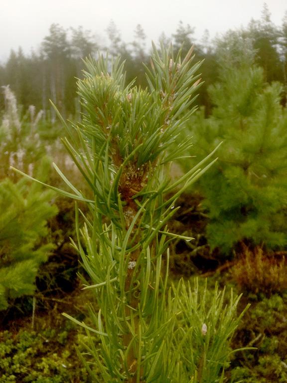 Endast det översta grenvarvet bedömdes. (I den fortsatta texten används ordet dubbeltopp såväl för dubbeltoppar som flertoppar.